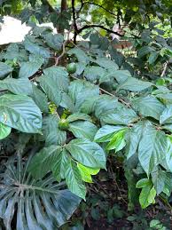 Image result for Rothmannia urcelliformis