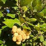 Image result for Curtisia dentata