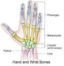 Pin On Anatomy For Cosmetologists