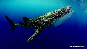 Image result for whale