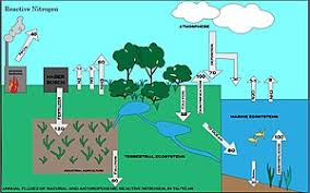 Nitrogen Cycle Wikipedia