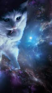 Cat wallpapers, backgrounds, images— best cat desktop wallpaper sort wallpapers by: Cat Meme Wallpapers Wallpaper Cave