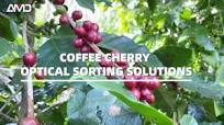 Coffee Cherry Sorting