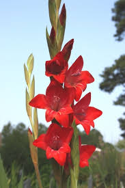 Image result for Gladiolus rubellus