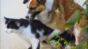 Cat And Dog Mating Breeding Dog Cat Dogs Animals Mating