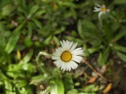 Image result for Athrixia