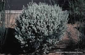 Image result for Zygophyllum