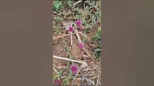 Image result for Sphaeranthus peduncularis