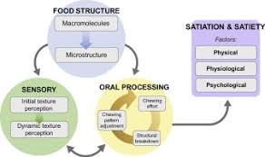 Designing Foods For Satiety The Roles Of Food Structure And