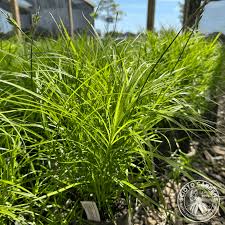 Image result for Carex