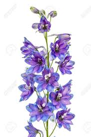 Birth Month Flower Grow Kit July July Birth Flower Larkspur Flower Tattoos Larkspur Flower Birth Flower Tattoos