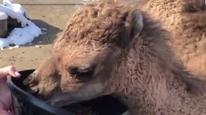 Share some of your fondest columbus zoo memories in the comment section below and have a great weekend! 8qey9x2mfm3dm