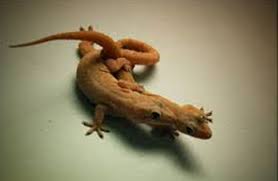 Mitos Kejatuhan Cicak Sybil Alana