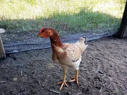 Anak ayam kampung kacuk sabung+kampung. Ayam Kampung Kacuk Potensi Lumayan Cepat Membesar Dan Mudah Diternak Sentiasa Panas
