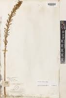 Image result for Drimia elata