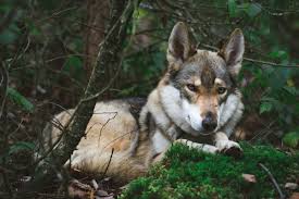 Wolf haven will remain closed until further notice. The Difference Between A Wolf Hybrid And A Dog Pethelpful