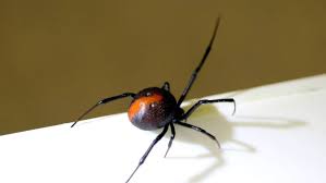 Scarlett johansson, florence pugh, david harbour and others. Native New Zealand Spiders Are At Risk Due To A Case Of Mistaken Identity Stuff Co Nz
