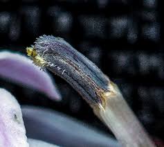 Image result for Lobelia petiolata