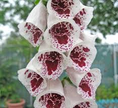 Image result for Digitalis purpurea alba/ red spots