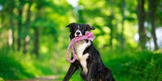Test your dog's iq · fun · exercise · fast shipping 11 Best Toys For Border Collies Reviewed In 2020 Dogstruggles Best Dog Toys Interactive Dog Toys Border Collie