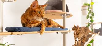 Do cats use cat trees? | Cat Care | Cats | Guide | Omlet US