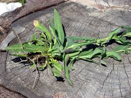 Image result for Turritis