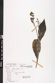 Image result for Peddiea fischeri