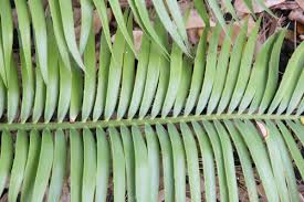 Image result for Encephalartos ngoyanus