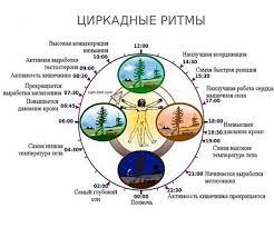 Почему важно изучать циркадные ритмы? Kak Pohudet Na Cirkadnoj Diete