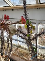 Image result for Euphorbia didiereoides