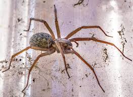Maybe you would like to learn more about one of these? House Spider Identification Guide
