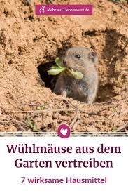 Wuhlmause Vertreiben 7 Wirksame Hausmittel Gegen Schermause Blumenzwiebeln Gegen Hausmittel Scherma Easy Plants To Grow Garden Pests Garden Art Projects