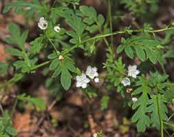 Image result for Hydrophyllaceae