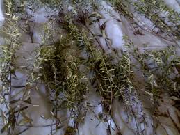 Image result for Athrixia phylicoides