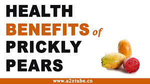 The wide, flat cactus pads (nopales) are used in many mexican main dishes such as salads, eggs and as a filling for other. Prickly Pear Facts And Health Benefits