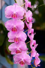 Justin Vo Love Flowers The Cat S Whiskers Orchid Flower Flower Seeds Beautiful Flowers