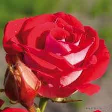 Grzegorz hyży obdarował żonę ogromnym bukietem czerwonych róż! Szkolka Roz Grzegorz Hyzy Sprzedaz Wysylkowa Sadzonki Krzewy Sklep Rozeogrodowe Pl