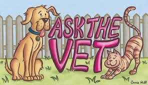 My roommate had made the same mistake a year. Ask The Vet Don T Assume Cats Will Be Happy To Hit The Road In An Rv