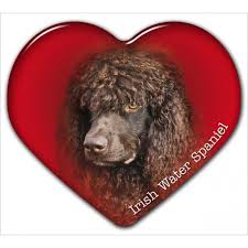 Image result for irský vodní španěl