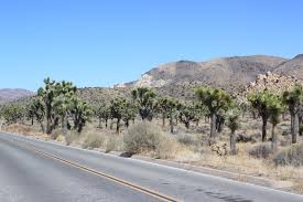 Maybe you would like to learn more about one of these? Tag 10 San Gorgonio Windfarm Joshua Tree National Park Lehrstuhl Fur Landschaftsokologie Und Geoinformation