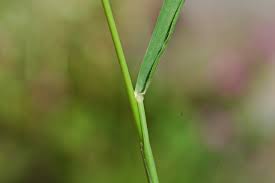 Image result for Enneapogon