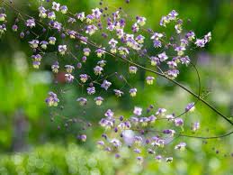 Image result for Thalictrum