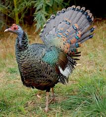 Wild Birds That Look Like Turkeys Ocellated Turkeys Google Search Pet Birds Wild Animals Pictures Beautiful Birds