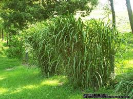 If you want an ornamental grass to give height to a garden, you can find them. Miscanthus Grass Edible Acres