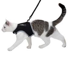 Mempunyai anjing memang sesuatu yang menyenangkan, karena binatang ini mudah akrab dengan manusia dan cepat. Memasang Harnes Kucing Tali Kekang Kucing Alofia Alofia27