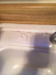 Blockages can be caused by a variety of things, but typically involve foods such as coffee grinds, fat will bleach unclog the sink drain? Springtail Control And Treatments For The Home Yard And Garden
