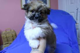 Maybe you would like to learn more about one of these? Sweet Pomshih Male Puppy For Sale Nov 3rd 2017 Paradise Puppies