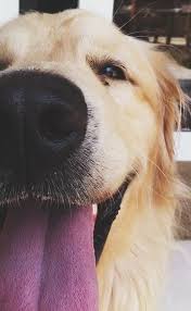 Photo Write My Fairytale Dog Wallpaper Iphone Animals Dog Wallpaper