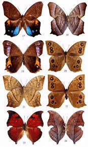 Image result for Anthericopsis