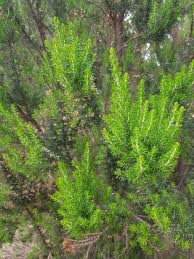 Image result for Erica arborea